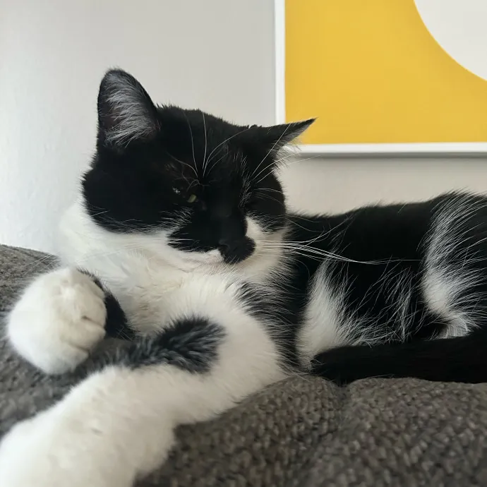 Is Your Cat Looking For A New Friend