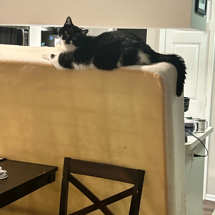 Is Your Cat Looking For A New Friend