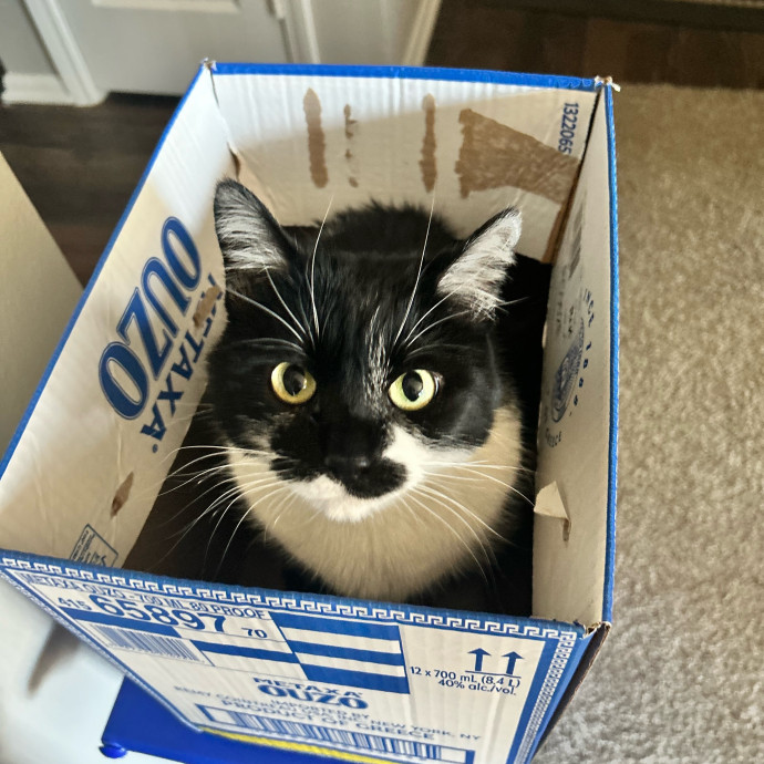 Is Your Cat Looking For A New Friend