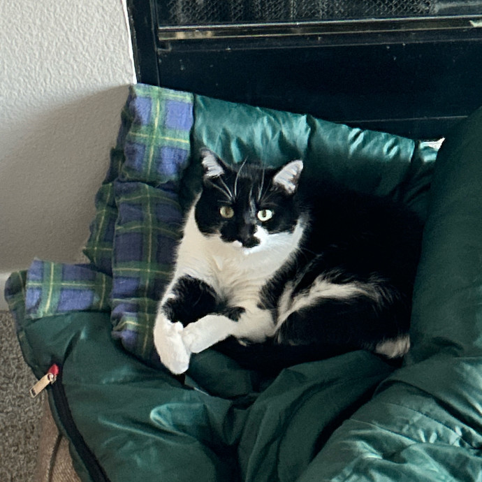 Is Your Cat Looking For A New Friend