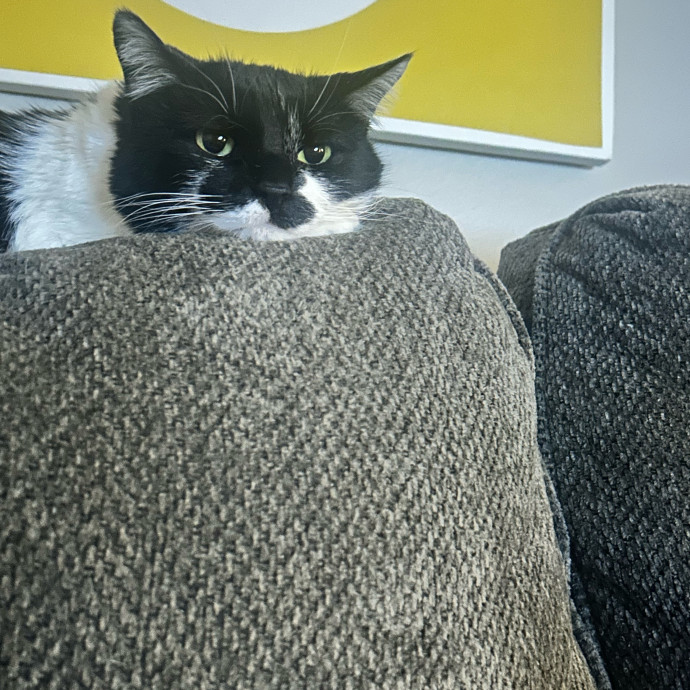 Is Your Cat Looking For A New Friend photo 3
