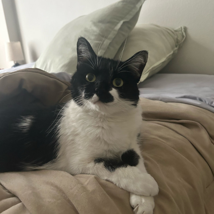 Is Your Cat Looking For A New Friend photo 2