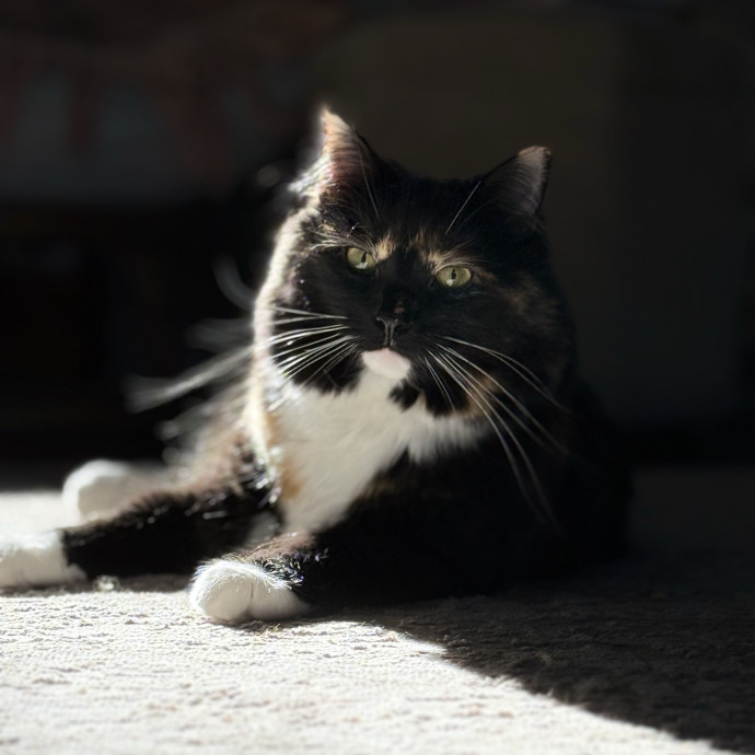Cat Specialist In Richmond