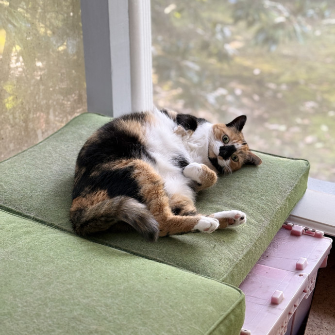 Cat Specialist In Richmond
