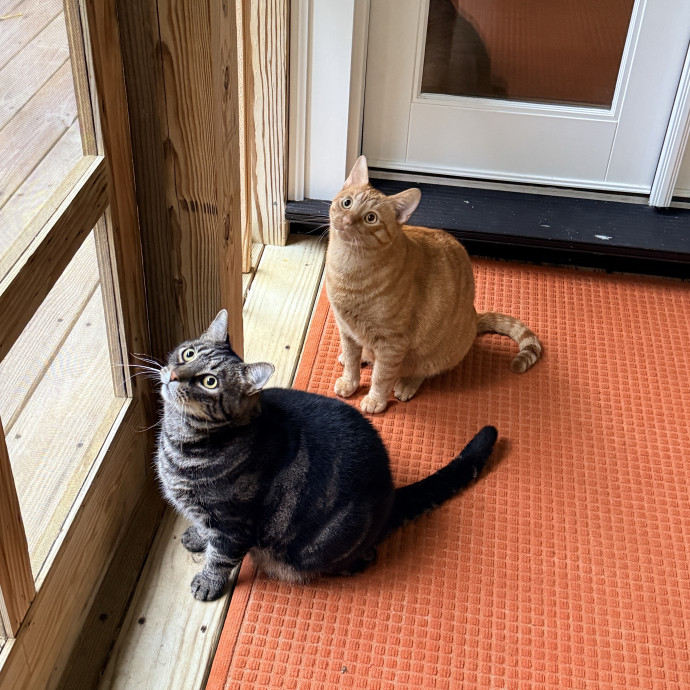 Cat Specialist In Richmond