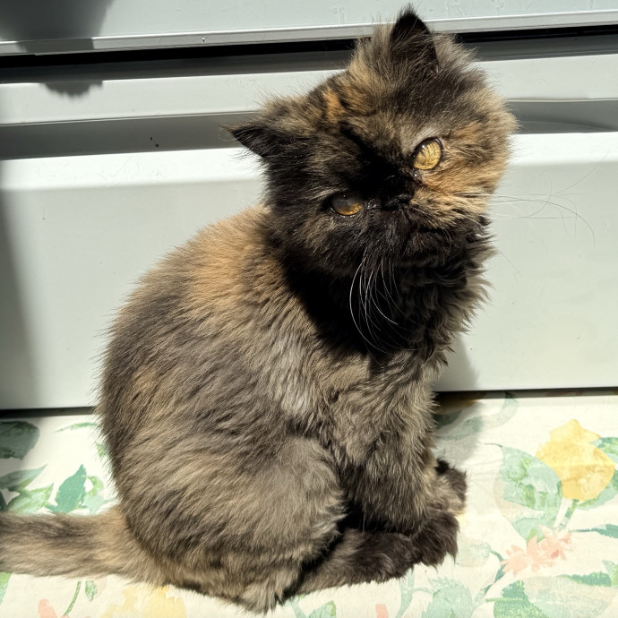 Cat Specialist In Richmond