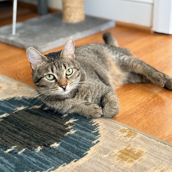 Cat Specialist In Richmond