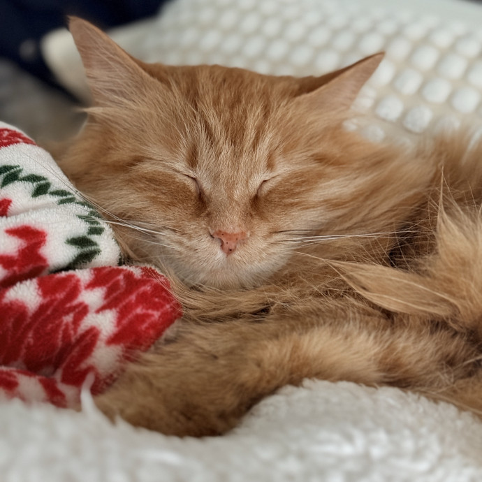 Cat Specialist In Richmond