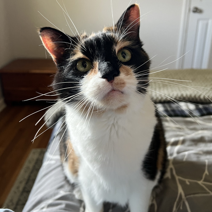 Cat Specialist In Richmond