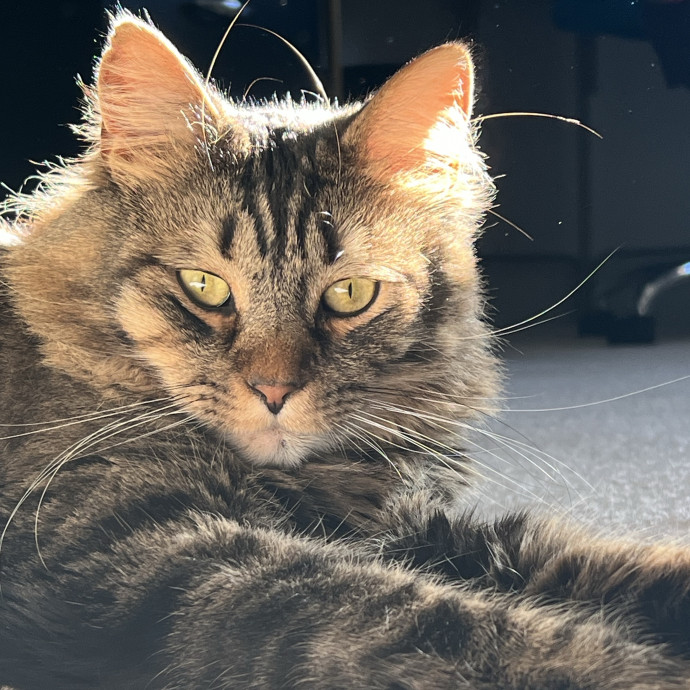 Cat Specialist In Richmond