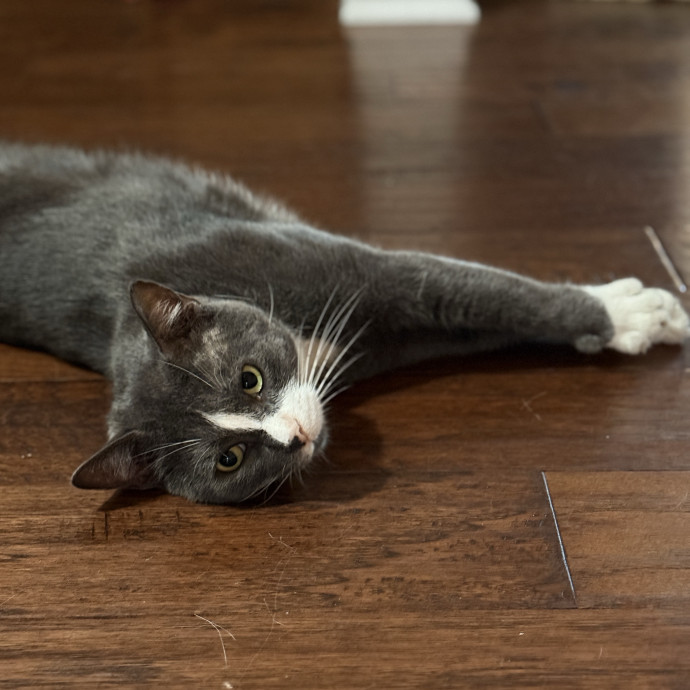 Cat Specialist In Richmond