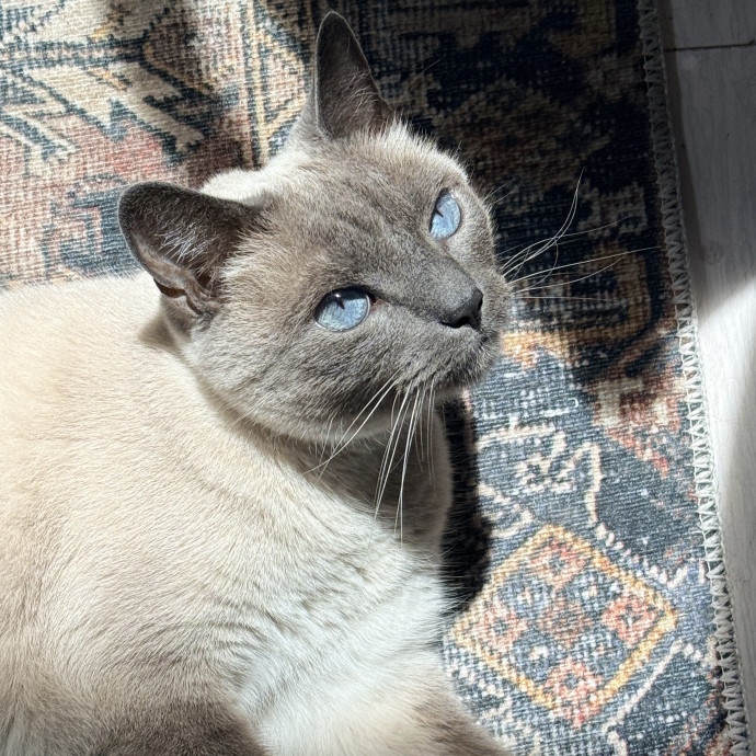 Cat Specialist In Richmond