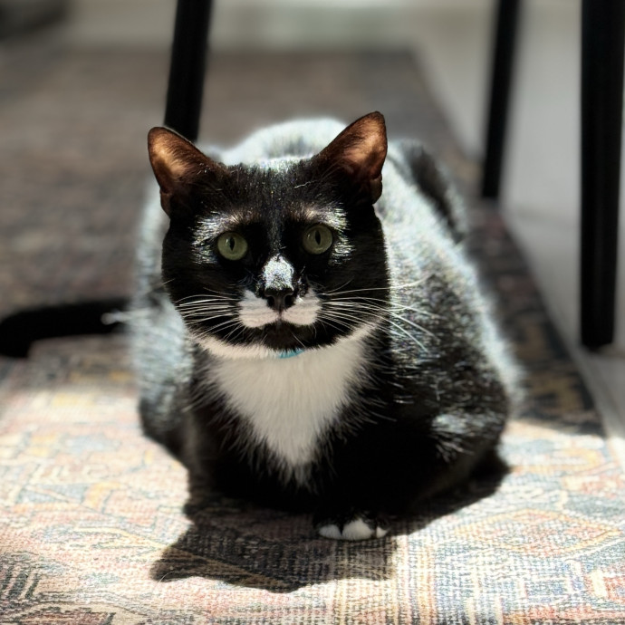 Cat Specialist In Richmond