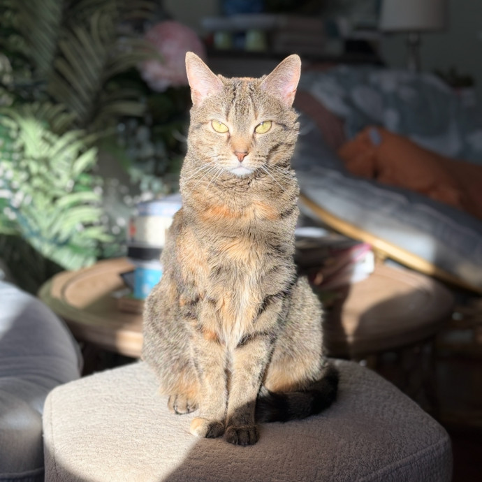 Cat Specialist In Richmond