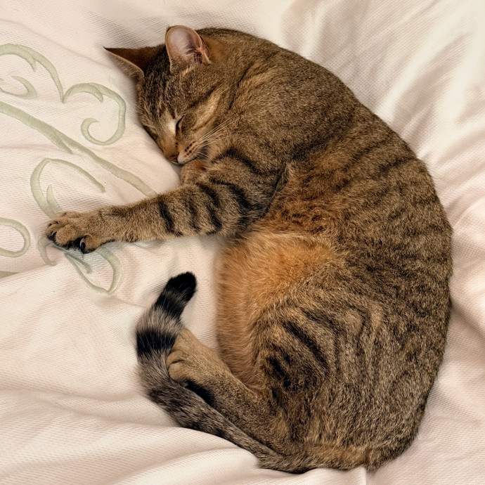 Cat Specialist In Richmond