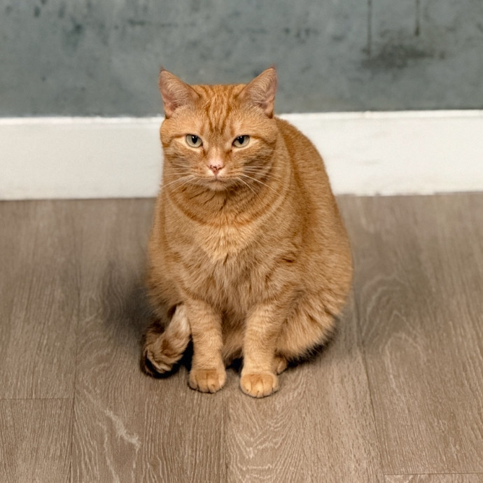 Cat Specialist In Richmond