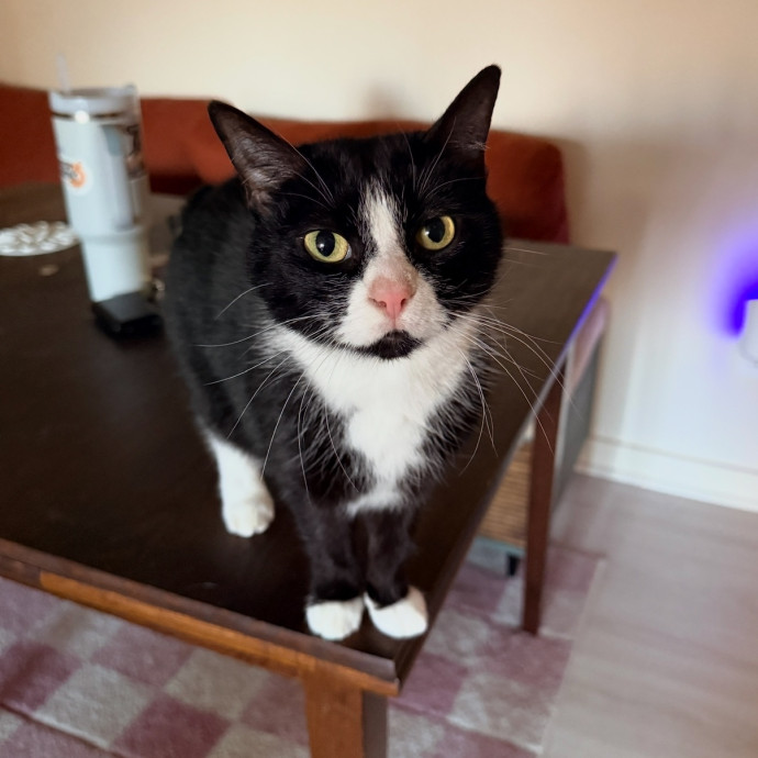 Cat Specialist In Richmond