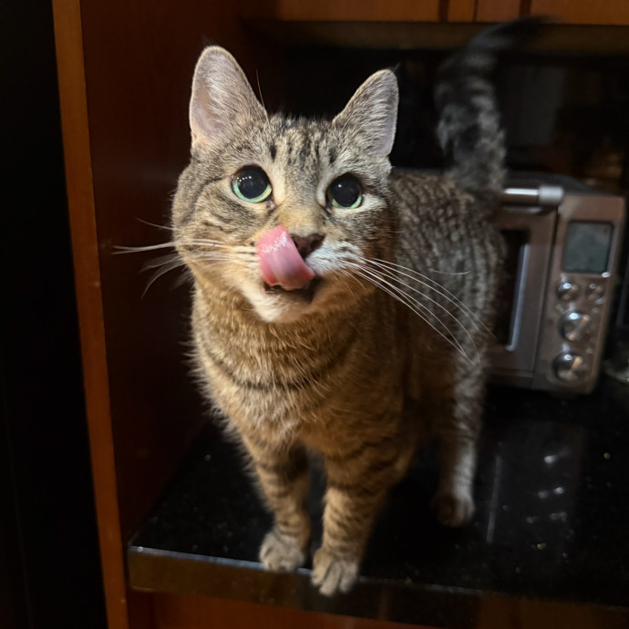 Cat Specialist In Richmond