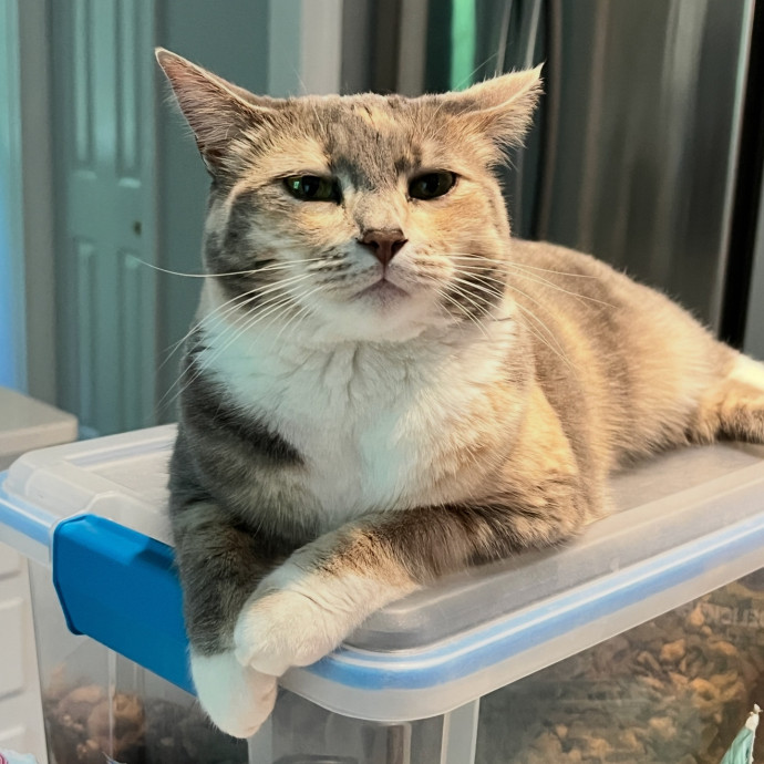 Cat Specialist In Richmond