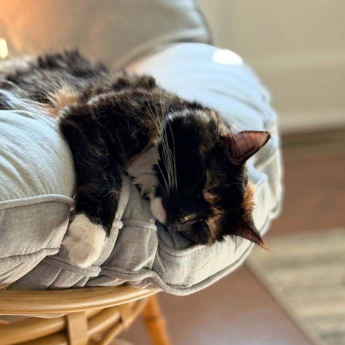 Cat Specialist In Richmond