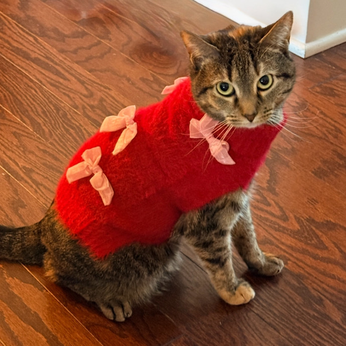 Cat Specialist In Richmond