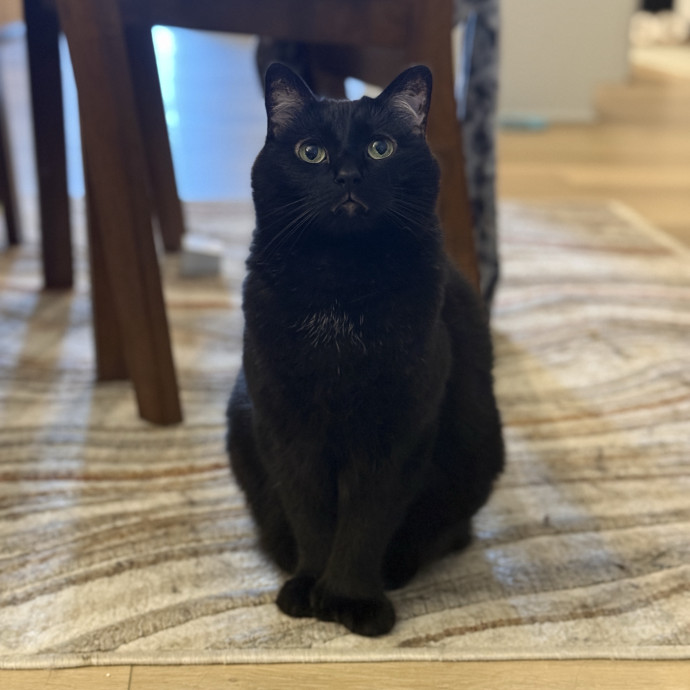 Cat Specialist In Richmond