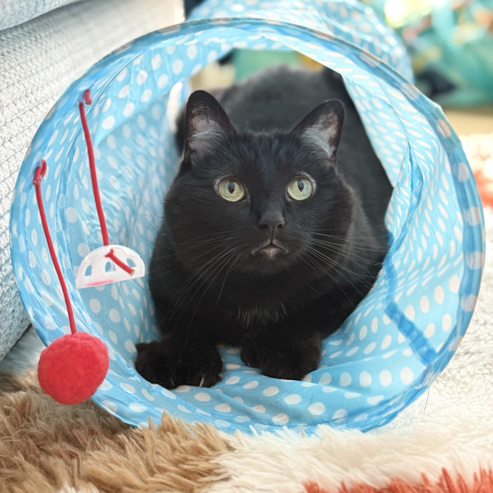 Cat Specialist In Richmond