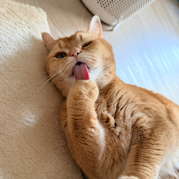 Cat Specialist In Richmond photo 2