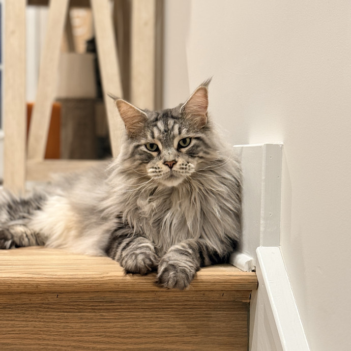 Cat Specialist In Richmond photo 3