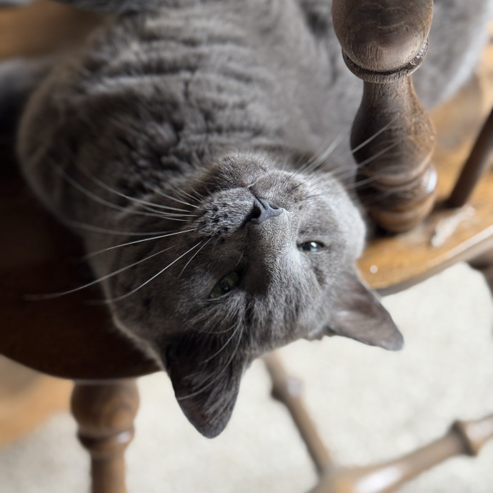 Cat Specialist In Richmond photo 2