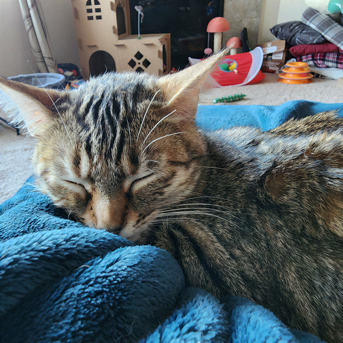 Kristy's Cat Care In Vancouver