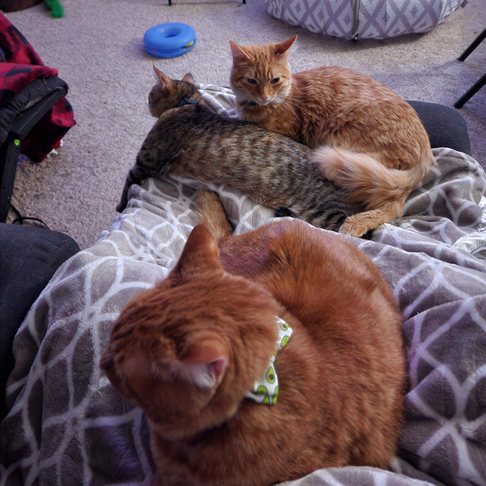 Kristy's Cat Care In Vancouver