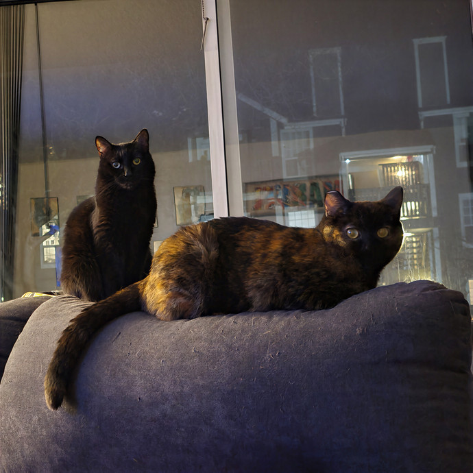 Kristy's Cat Care In Vancouver photo 3