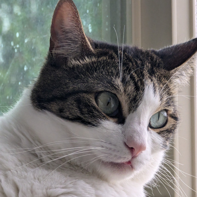 Erin The Long Beach Cat Bestie