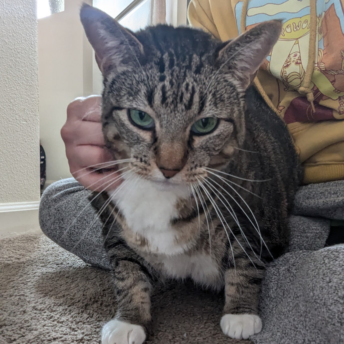 Erin The Long Beach Cat Bestie