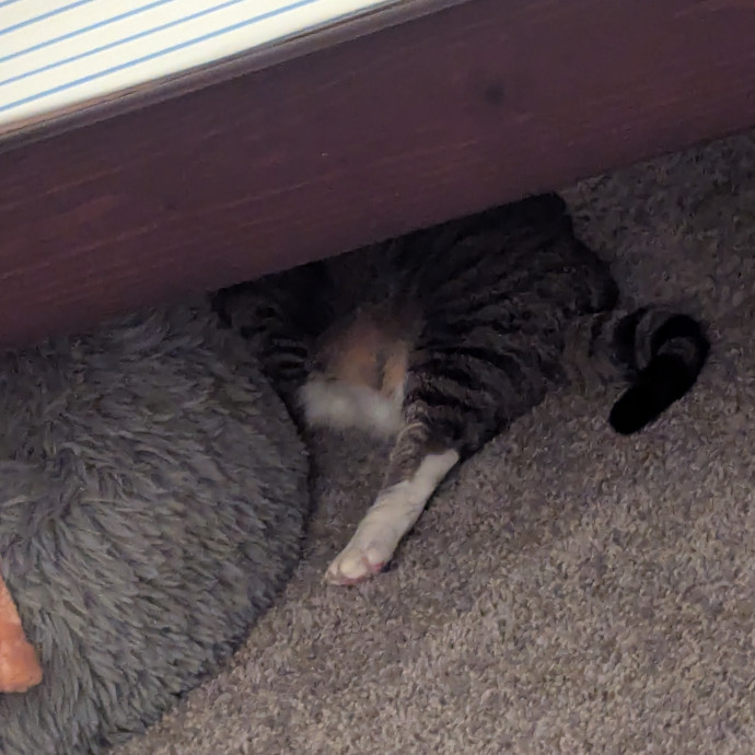 Erin The Long Beach Cat Bestie photo 2