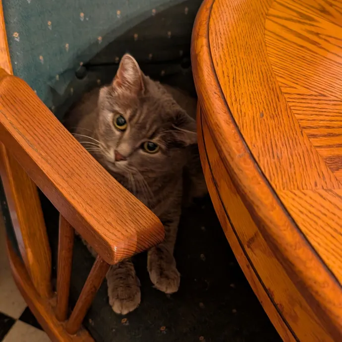 Sitter Sarah - Cat Fan In The Fan Rva photo 4