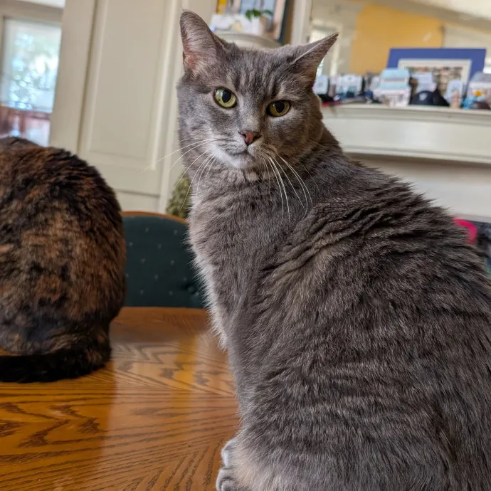 Sitter Sarah - Cat Fan In The Fan Rva photo 3