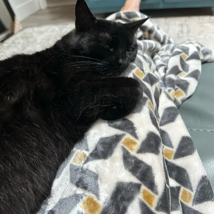 Happy  Healthy Kitty