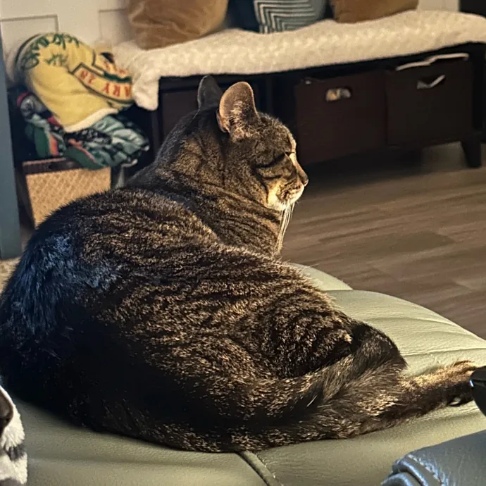 Happy  Healthy Kitty