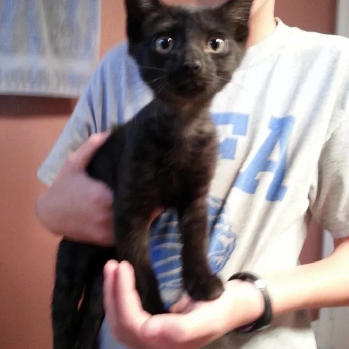 Happy  Healthy Kitty photo 4