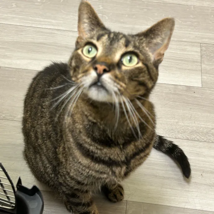 Happy  Healthy Kitty photo 3