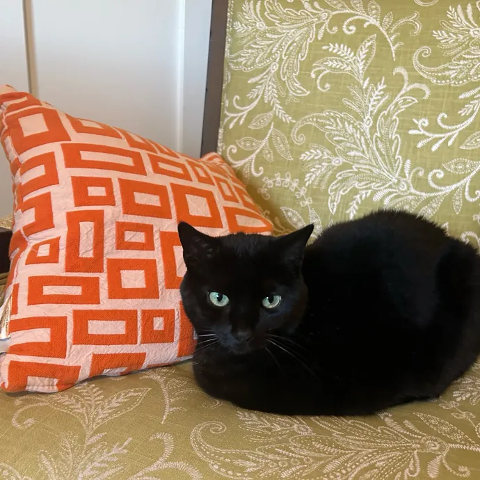 Happy  Healthy Kitty photo 2