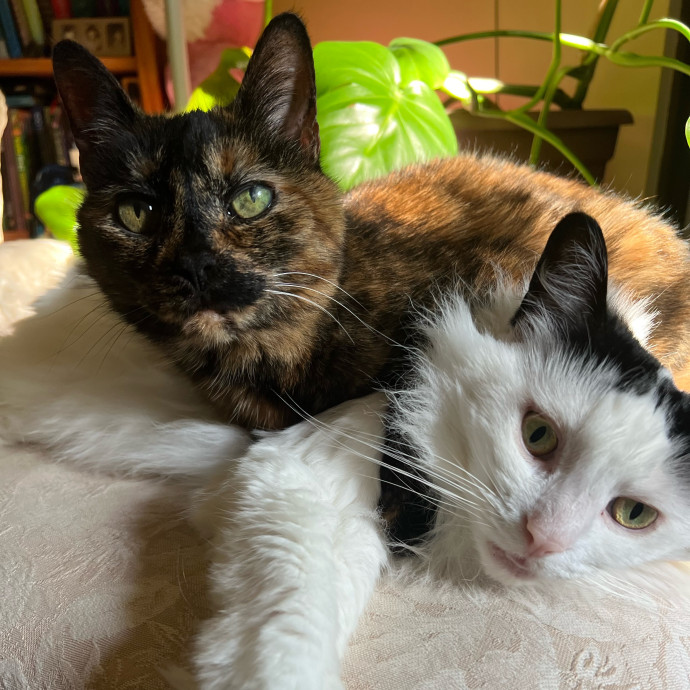 Z's Cat Sitting World