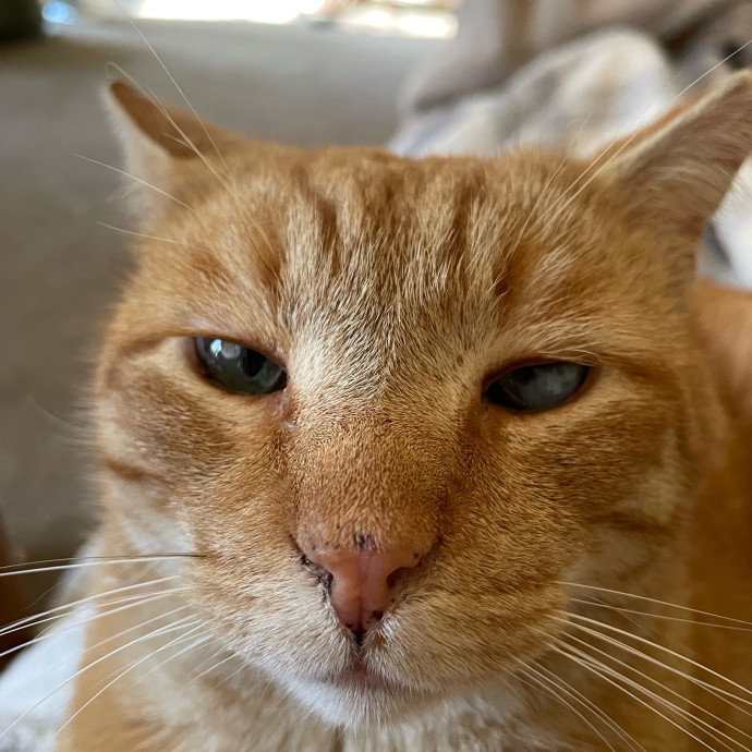 Z's Cat Sitting World