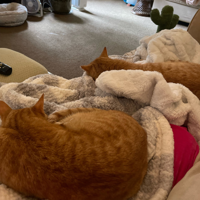 Z's Cat Sitting World