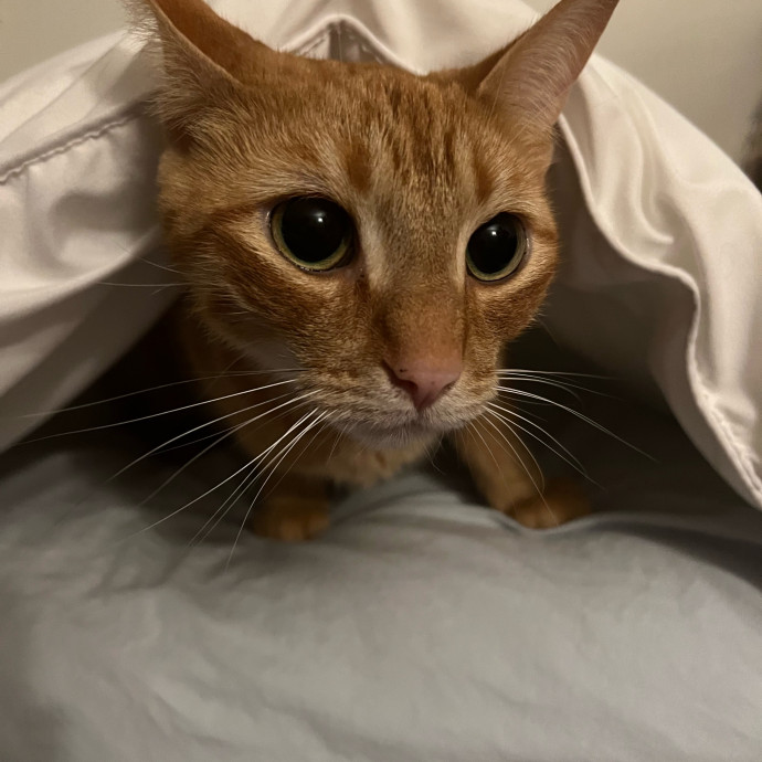 Z's Cat Sitting World