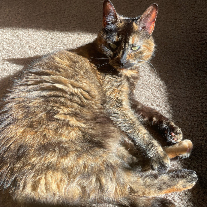 Z's Cat Sitting World