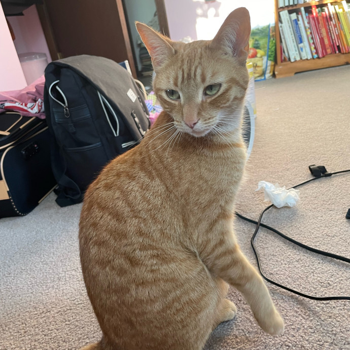 Z's Cat Sitting World