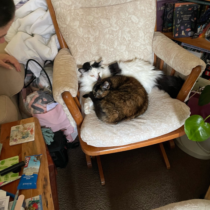 Z's Cat Sitting World